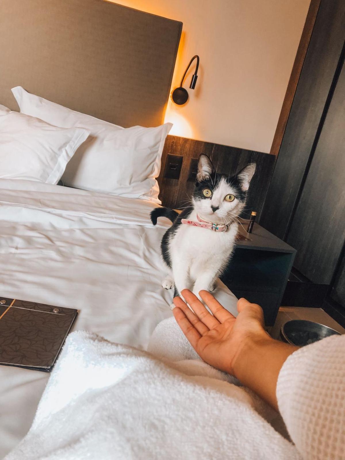 Royal Boutique Savassi Hotel Belo Horizonte Extérieur photo A cat at the hotel